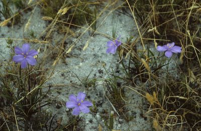 Aristea glauca, photographed by Tom Lloyd Evans