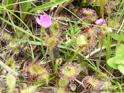 Drosera collinsiae, photographed by Andrew Hankey