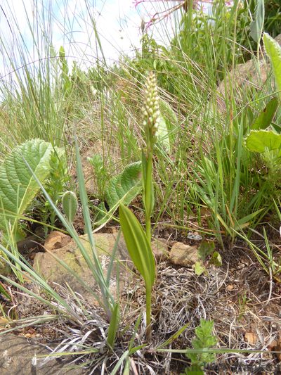 Brownleea parviflora, photographed by Andrew Hankey