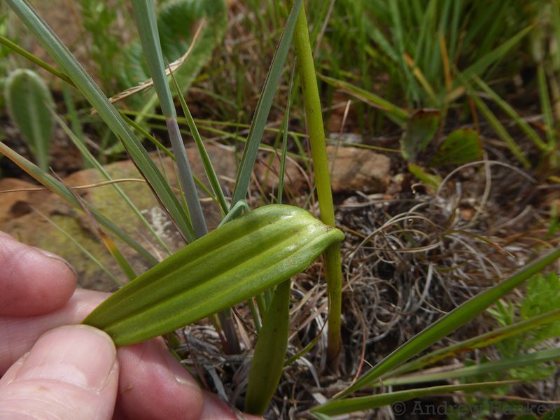 Brownleea parviflora, photographed by Andrew Hankey