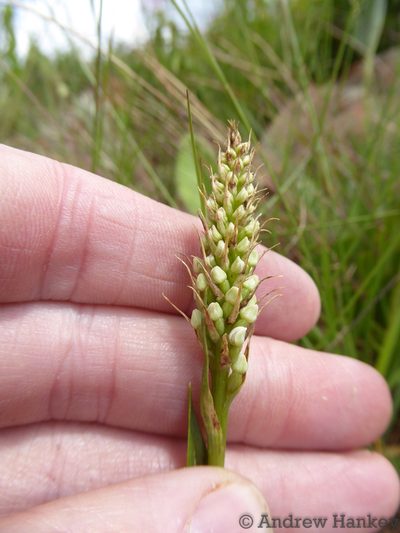 Brownleea parviflora, photographed by Andrew Hankey
