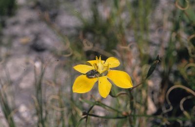 Moraea bituminosa, photographed by Tom Lloyd Evans