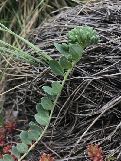 Telephium imperati, photographed by Chiara Catalano