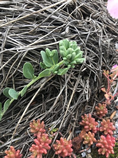 Telephium imperati, photographed by Chiara Catalano