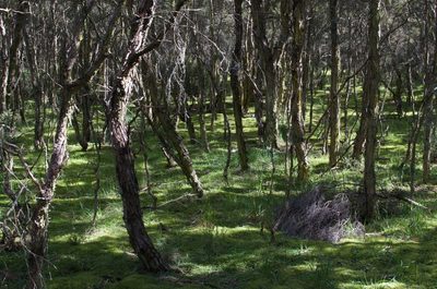 Kunzea serotina, photographed by Jon Sullivan