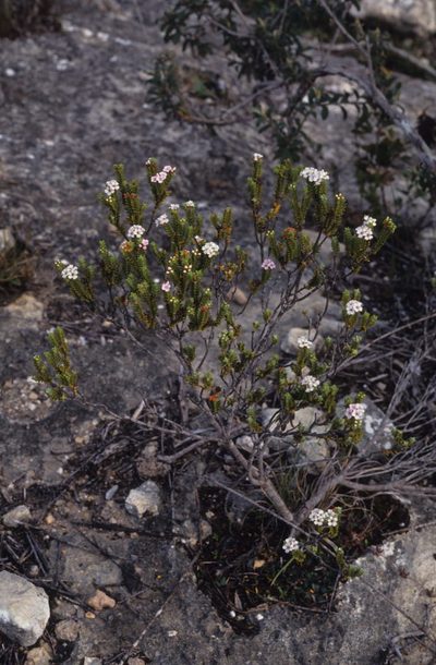 Euchaetis meridionalis, photographed by Tom Lloyd Evans