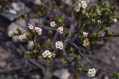 Euchaetis meridionalis, photographed by Tom Lloyd Evans
