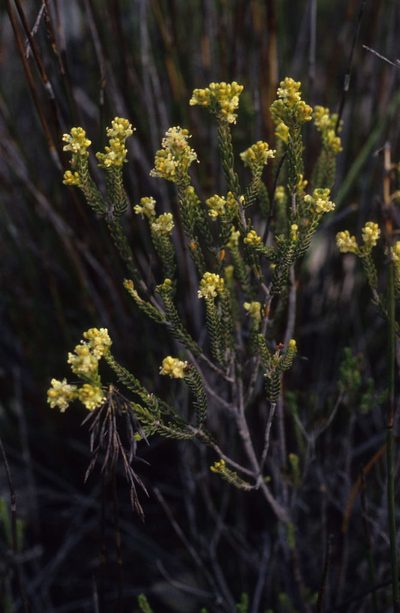 Passerina galpinii, photographed by Tom Lloyd Evans