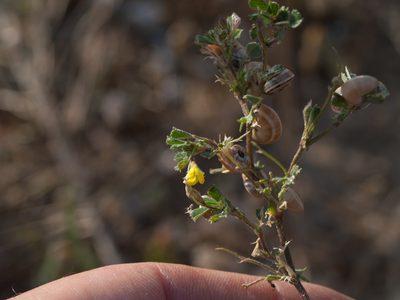 Medicago littoralis, photographed by Tim Johnson