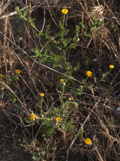 Porophyllum leiocarpum, photographed by Tim Johnson