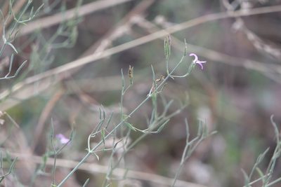 Dicliptera paniculata, photographed by Dinesh Valke