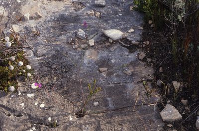 Polygala peduncularis, photographed by Tom Lloyd Evans