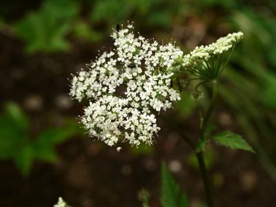 Chaerophyllum hirsutum, photographed by Wolfgang Jauch