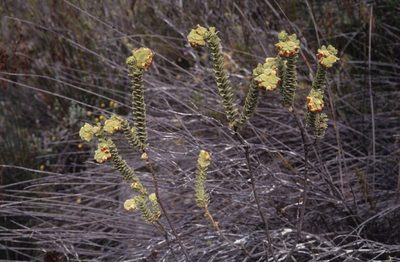 Hermannia trifoliata, photographed by Tom Lloyd Evans