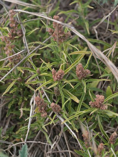 Amaranthus muricatus, photographed by Tim Johnson