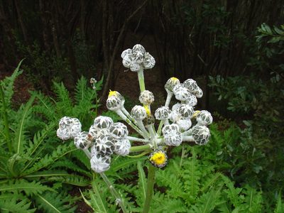 Sonchus acaulis, photographed by Jean-Paul Boerekamps