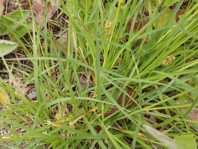 Carex pairae, photographed by Carminda Santos