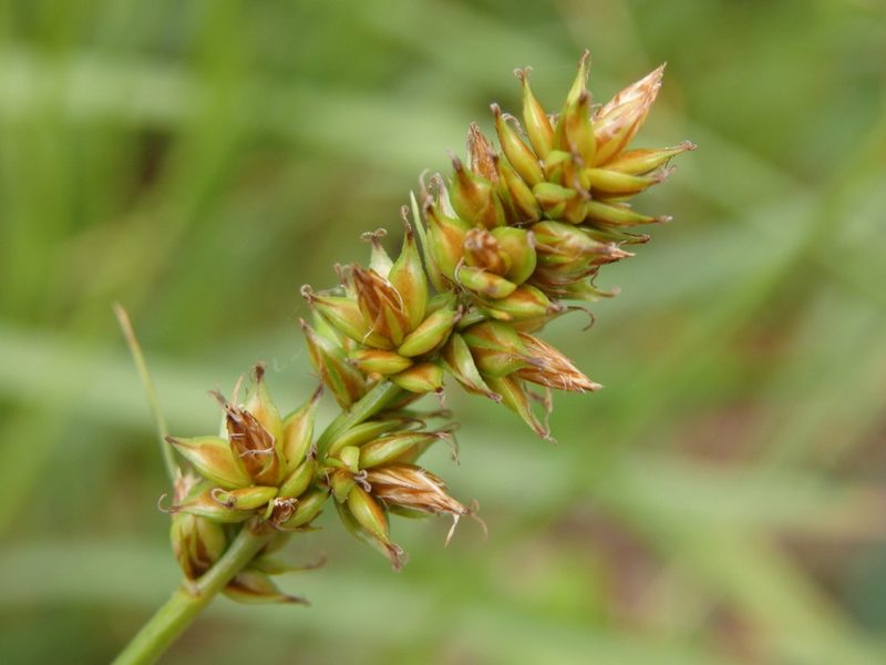 Carex pairae, photographed by Carminda Santos