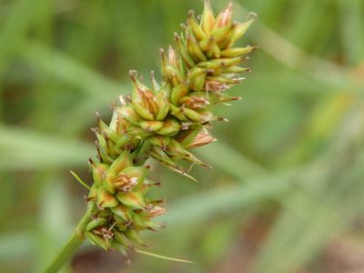 Carex pairae, photographed by Carminda Santos