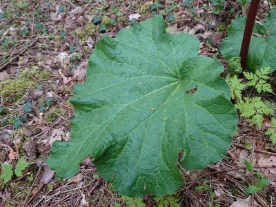 Rheum rhabarbarum, photographed by Camilla Lund Kristensen