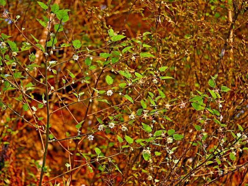 Rubus taitoensis, photographed by Jacy Chen