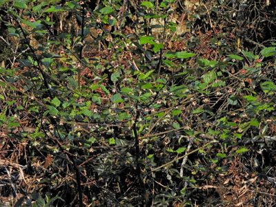 Rubus taitoensis, photographed by Jacy Chen