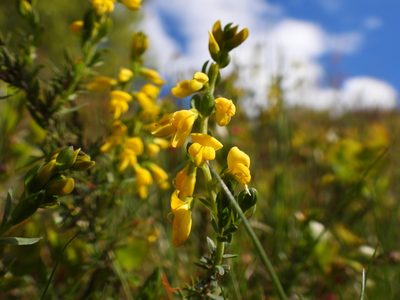 Genista anglica, photographed by funny_nature