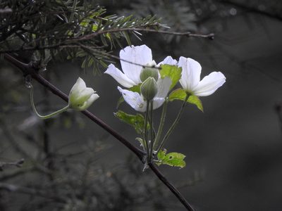 Clematis montana, photographed by Jacy Chen