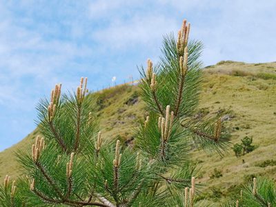 Pinus taiwanensis, photographed by Jacy Chen