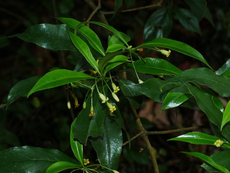 Pittosporum illicioides, photographed by Jacy Chen