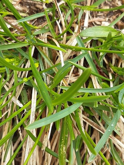 Sesleria albicans, photographed by Martin Scheuch