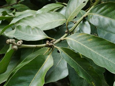 Lithocarpus lepidocarpus, photographed by Jacy Chen