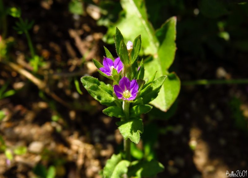 Legousia hybrida, photographed by David Ballesteros
