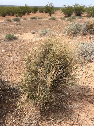 Bouteloua breviseta, photographed by Cecelia Alexander