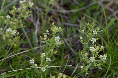 Thesium linophyllon, photographed by nicoweg