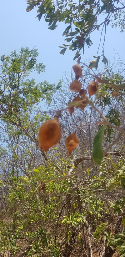 Pterocarpus acapulcensis, photographed by Eugenio Padilla