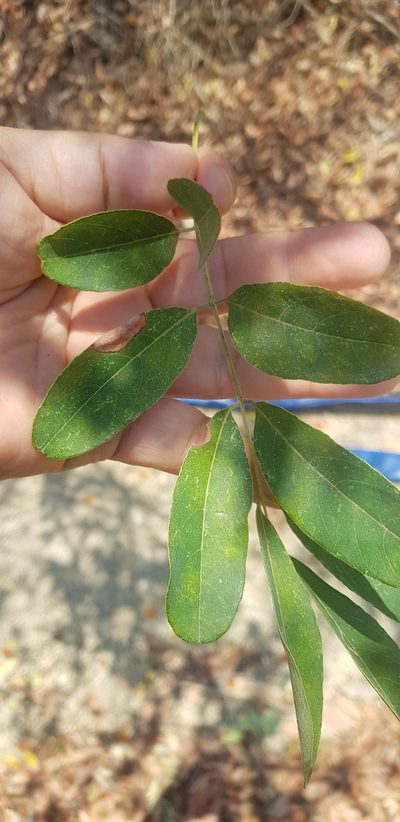 Pterocarpus acapulcensis, photographed by Eugenio Padilla