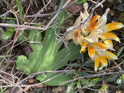 Freesia fergusoniae, photographed by Christina