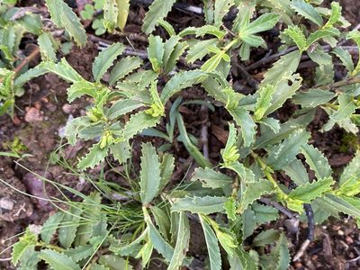 Hermannia saccifera, photographed by Christina
