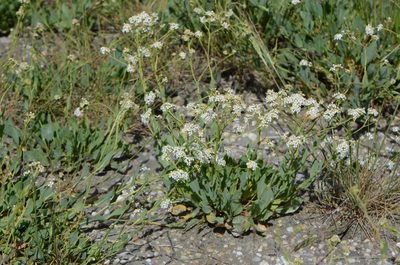 Lepidium cartilagineum, photographed by nicoweg