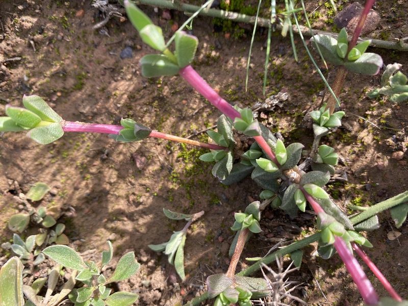 Ruschia leptocalyx, photographed by Christina