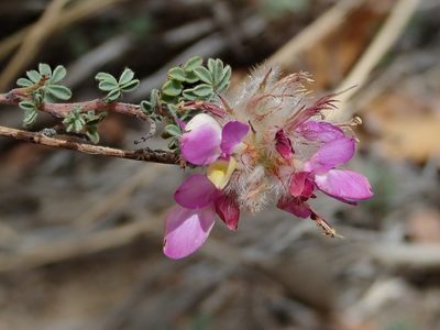Dalea versicolor, photographed by Nolan Exe