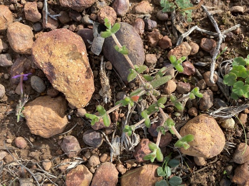 Drosanthemum parvifolium, photographed by Christina