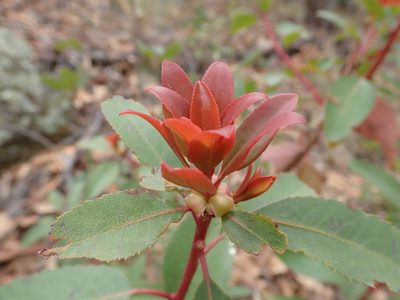Arbutus arizonica, photographed by Nolan Exe