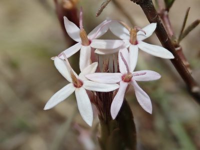 Carphochaete bigelovii, photographed by Nolan Exe