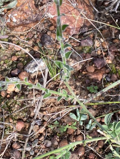Polygala pubiflora, photographed by Christina