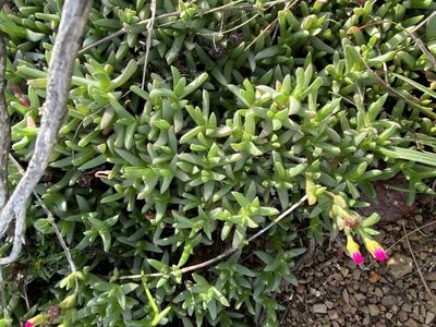 Ruschia lineolata, photographed by Christina
