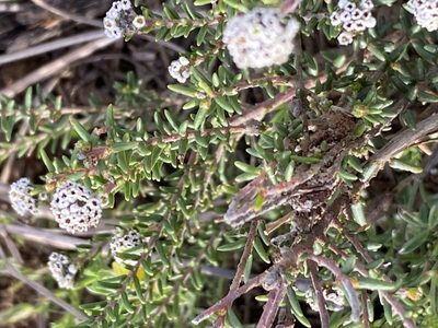 Phylica nigrita, photographed by Christina