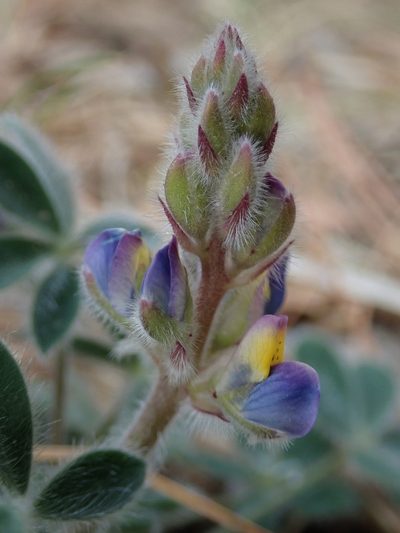 Lupinus huachucanus, photographed by Nolan Exe