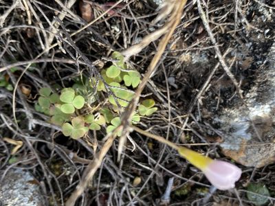Oxalis punctata, photographed by Christina
